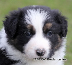 Triclour female, Smooth to medium coat, border collie puppy